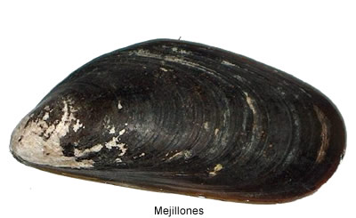 mejillón (Mytilus chilensis)